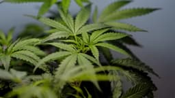 U.S. Sees Big Jump in Nausea Cases Among Frequent Marijuana Users in the Hospital