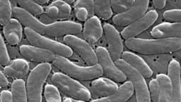 Amid Flesh-Eating Bacteria Deaths, Health Officials Urge Caution for Beachgoers